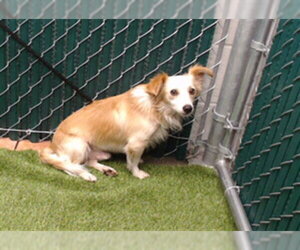 Dachshund-Unknown Mix Dogs for adoption in Downey, CA, USA