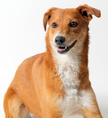 Basenji Dogs for adoption in West Hollywood, CA, USA