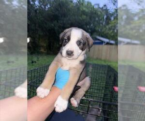 American Staffordshire Terrier-Unknown Mix Dogs for adoption in San Antonio, TX, USA