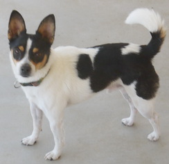 Rat Terrier-Unknown Mix Dogs for adoption in Tehachapi, CA, USA