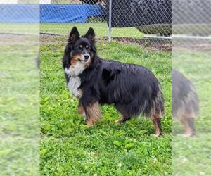 Australian Shepherd Dogs for adoption in Sparta, IL, USA