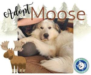Great Pyrenees-Unknown Mix Dogs for adoption in Houston, TX, USA