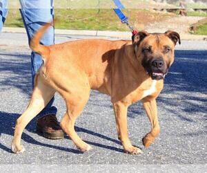 Boxer-Mastiff Mix Dogs for adoption in Grass Valley, CA, USA