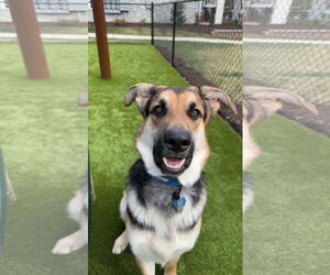 German Shepherd Dog-Unknown Mix Dogs for adoption in Holly Springs, NC, USA