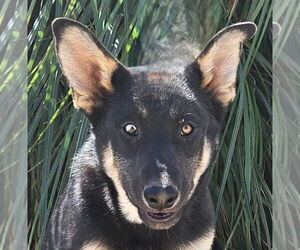 German Shepherd Dog-Unknown Mix Dogs for adoption in Lake Forest, CA, USA