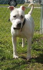 American Pit Bull Terrier Dogs for adoption in Lake Jackson, TX, USA