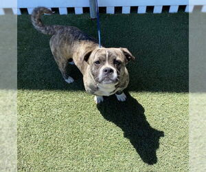 American Pit Bull Terrier-Unknown Mix Dogs for adoption in Modesto, CA, USA