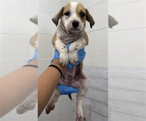 Mutt Dogs for adoption in San Bernardino, CA, USA