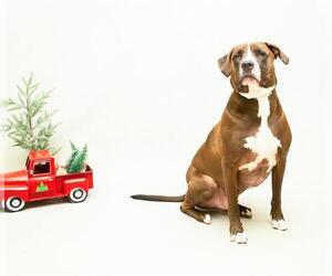 American Pit Bull Terrier Dogs for adoption in Sanford, FL, USA