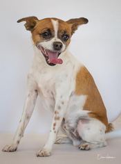 Boston Huahua Dogs for adoption in Phelan, CA, USA