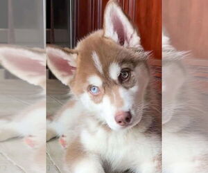 Siberian Husky Dogs for adoption in Matawan, NJ, USA