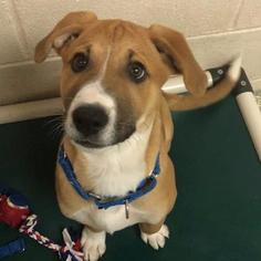 Whippet Dogs for adoption in Roanoke, VA, USA