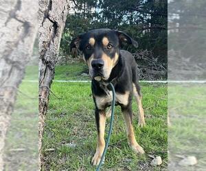 Shepweiller Dogs for adoption in Grand Prairie, TX, USA