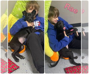 American Staffordshire Terrier-Unknown Mix Dogs for adoption in Pierceton , IN, USA