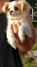 Pomeranian Dogs for adoption in Littleton, CO, USA