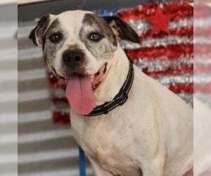 American Pit Bull Terrier Dogs for adoption in Phoenix, AZ, USA