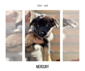 German Shepherd Dog-Unknown Mix Dogs for adoption in LOGANVILLE, GA, USA