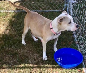 American Pit Bull Terrier Dogs for adoption in GREENEVILLE, TN, USA