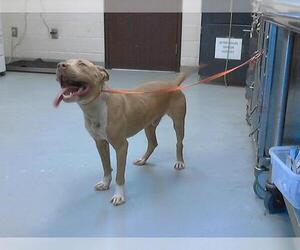 American Pit Bull Terrier Dogs for adoption in Fayetteville, NC, USA