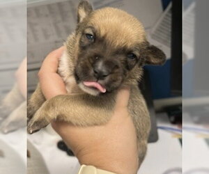Mutt Dogs for adoption in Houston, TX, USA