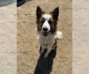 Border Collie-Unknown Mix Dogs for adoption in Chula Vista, CA, USA