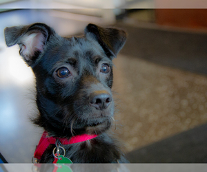 Tibetan Terrier Dogs for adoption in Boston, MA, USA