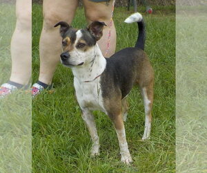 Mutt Dogs for adoption in Wetumpka, AL, USA