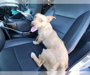 Mutt Dogs for adoption in Houston, TX, USA