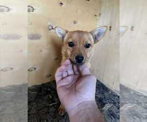 Chihuahua-Unknown Mix Dogs for adoption in NYC, NY, USA