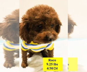 Poodle (Miniature) Dogs for adoption in West Hollywood, CA, USA