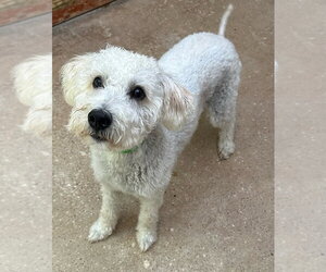 Poodle (Miniature)-Unknown Mix Dogs for adoption in Oak Bluffs, MA, USA