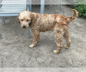 Goldendoodle (Miniature) Dogs for adoption in Brooklyn Center, MN, USA