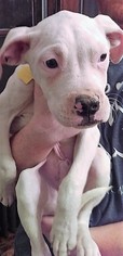 Medium Photo #1 American Pit Bull Terrier-American Staffordshire Terrier Mix Puppy For Sale in Minneapolis, MN, USA
