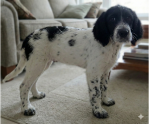 Beagle-Poodle (Standard) Mix Dogs for adoption in Grovertown, IN, USA