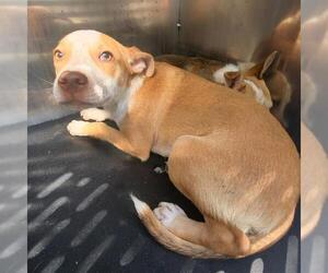 Mutt Dogs for adoption in San Antonio, TX, USA