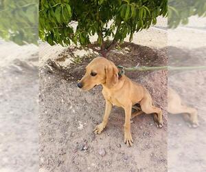 Redbone Coonhound Dogs for adoption in Globe, AZ, USA