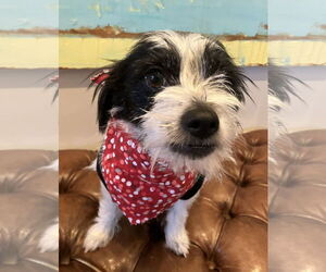 Mutt Dogs for adoption in Bellevue, WA, USA