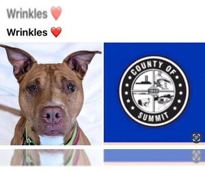 American Pit Bull Terrier Dogs for adoption in Akron, OH, USA