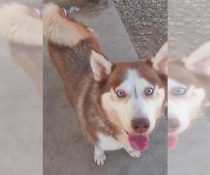 Siberian Husky Dogs for adoption in Sacramento, CA, USA