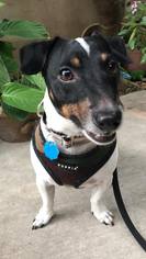 Jack-Rat Terrier Dogs for adoption in Royal Oak, MI, USA