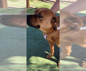 Boxer-Rhodesian Ridgeback Mix Dogs for adoption in Tonopah, AZ, USA