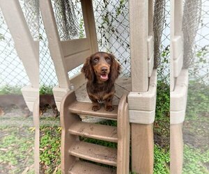 Medium Photo #1 Dachshund Puppy For Sale in Valrico, FL, USA