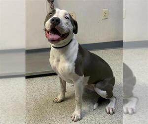 American Pit Bull Terrier-Unknown Mix Dogs for adoption in Visalia, CA, USA