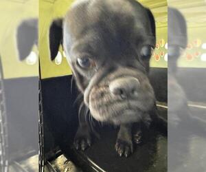 Pug Dogs for adoption in San Antonio, TX, USA