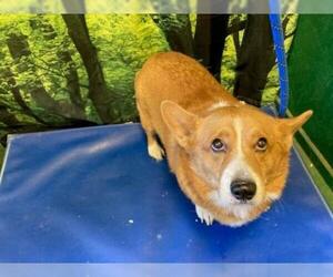 Pembroke Welsh Corgi Dogs for adoption in Forestville, MD, USA