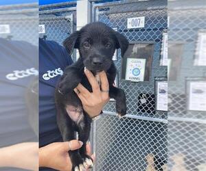 Labrador Retriever-Unknown Mix Dogs for adoption in Corpus Christi, TX, USA