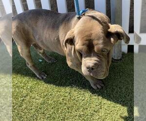 Bulldog-Unknown Mix Dogs for adoption in Modesto, CA, USA