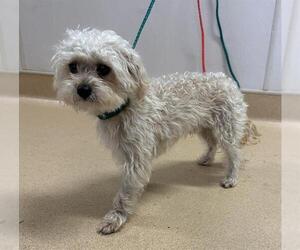 Maltese-Unknown Mix Dogs for adoption in Placerville, CA, USA