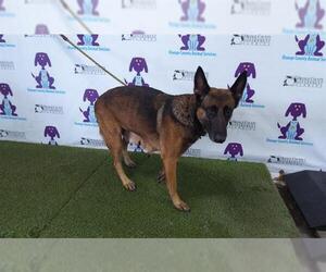 Mutt Dogs for adoption in Orlando, FL, USA