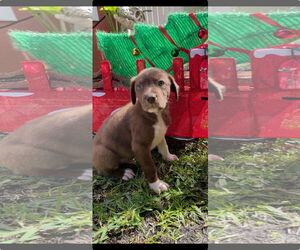 Labrador Retriever-Unknown Mix Dogs for adoption in Royal Palm Beach, FL, USA